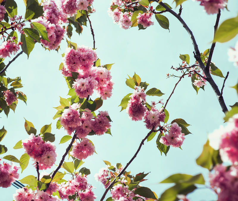 Phase 2 & 3: The follicular & ovulation phase | Bloom